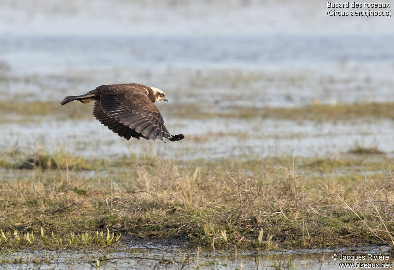 Western Marsh Harrier female adult, Flight