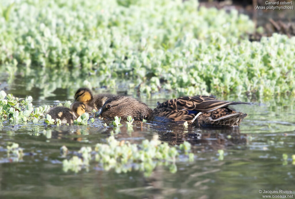 Canard colvert, identification