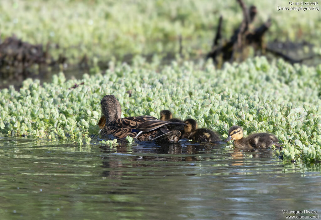 Canard colvert, identification