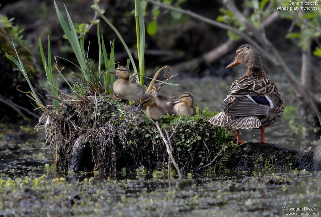 Canard colvert, identification