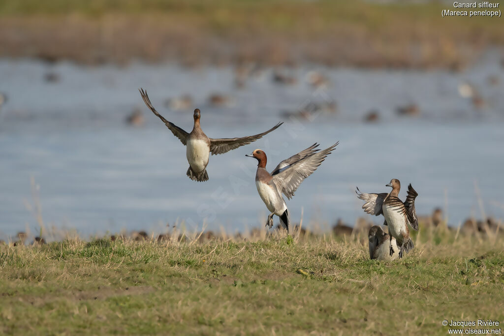 Canard siffleur, Vol