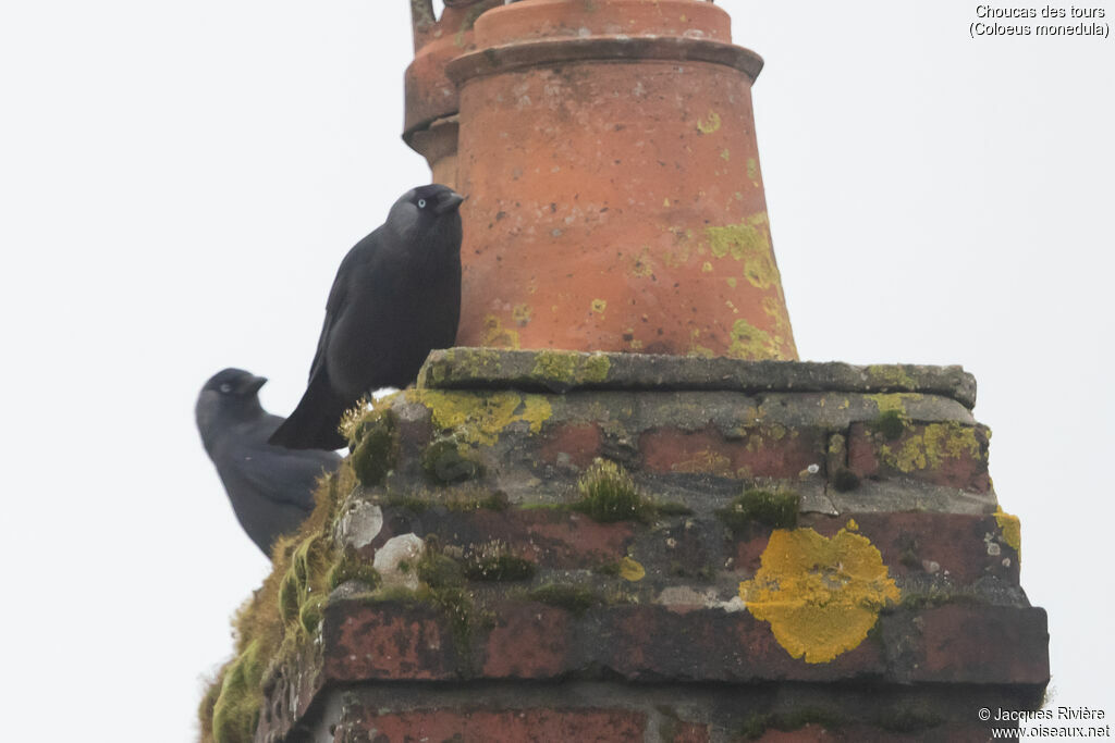 Choucas des toursadulte nuptial