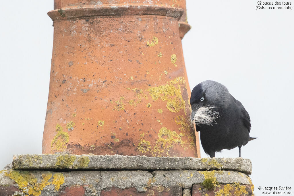 Choucas des toursadulte, identification, Nidification