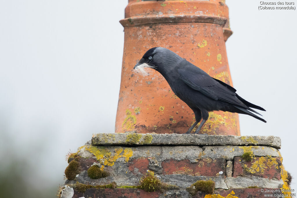Choucas des toursadulte nuptial, identification, Nidification