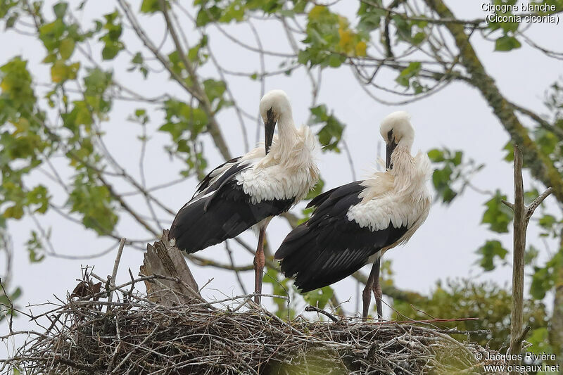 Cigogne blancheimmature, identification, Nidification