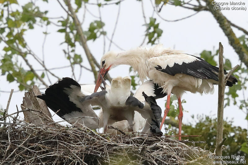 Cigogne blanche, identification, mange, Nidification