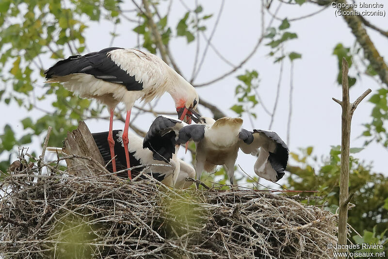 White Stork, identification, eats, Reproduction-nesting