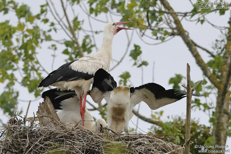 Cigogne blanche, identification, mange, Nidification, chant