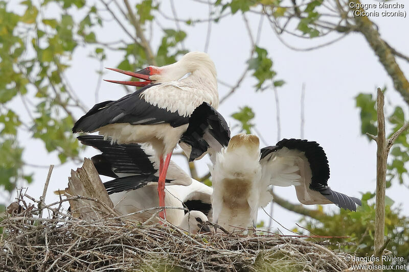 Cigogne blanche, identification, mange, Nidification, chant