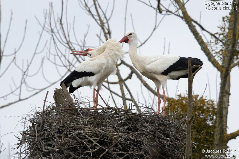 Cigogne blancheadulte nuptial, parade