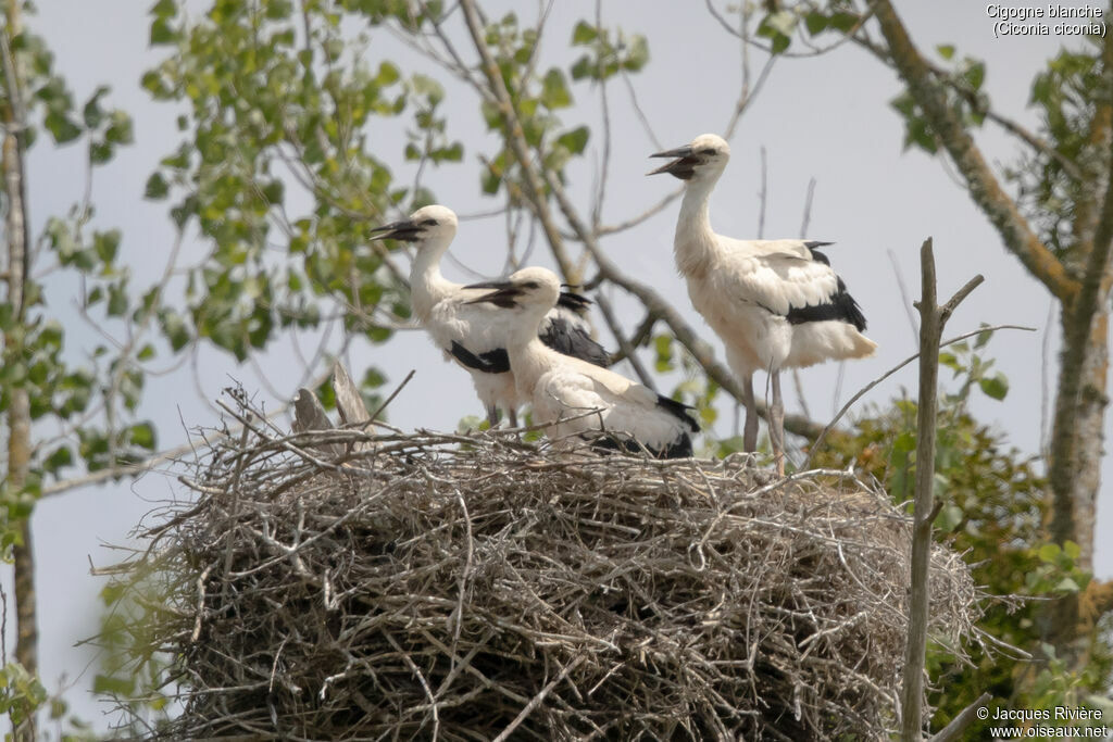 Cigogne blanchejuvénile