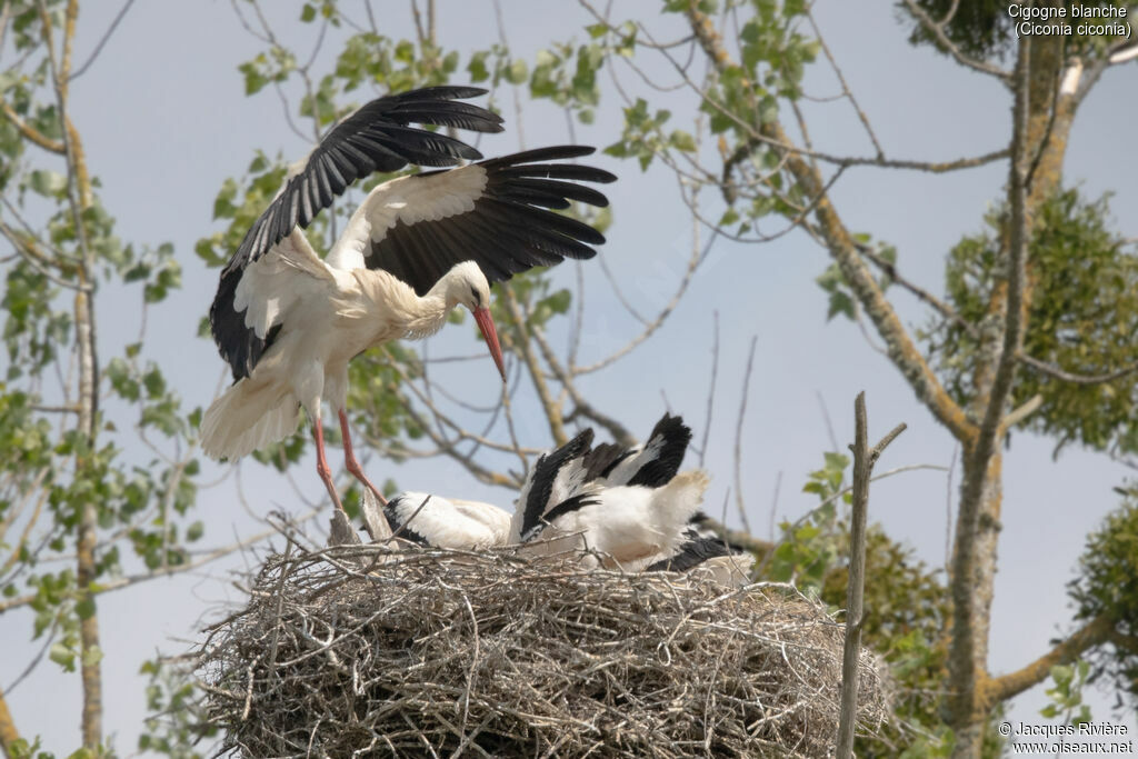 Cigogne blancheadulte nuptial, identification, Nidification