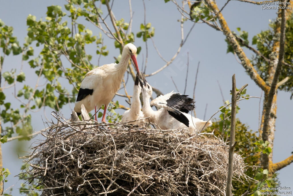 Cigogne blanche