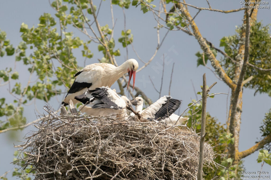 Cigogne blancheadulte nuptial, identification, Nidification