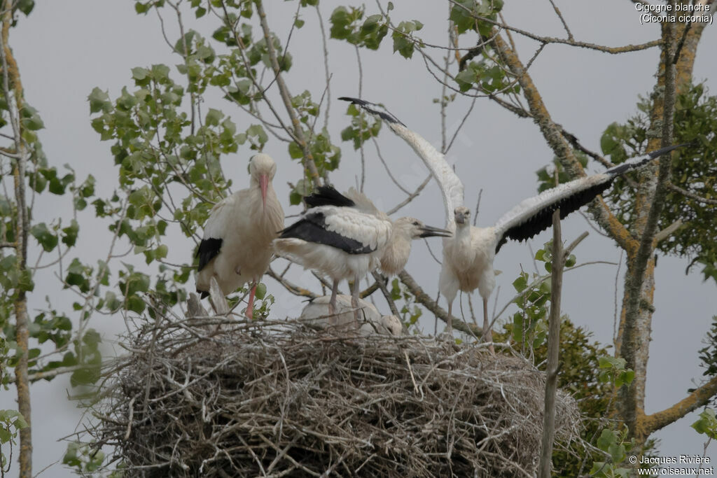 Cigogne blanche, identification, Nidification