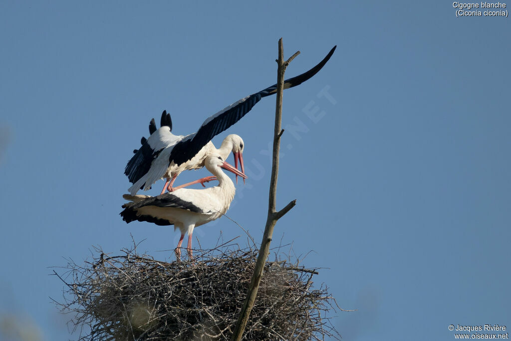Cigogne blancheadulte, accouplement.