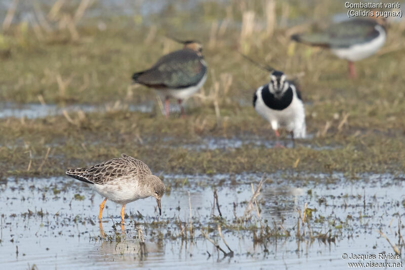 Ruff female adult, identification