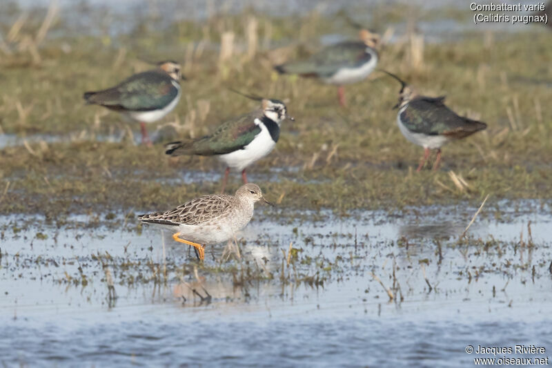 Ruff female adult, identification