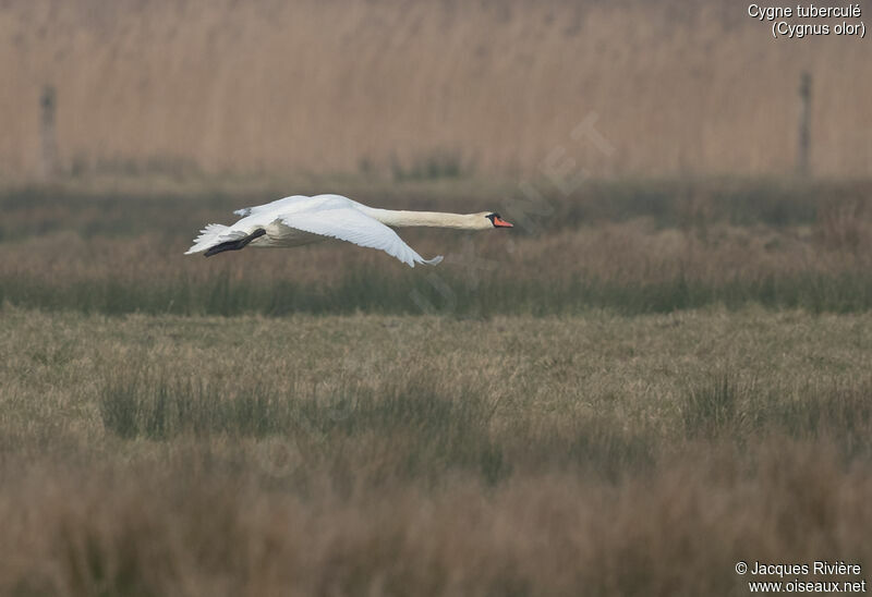 Cygne tuberculé mâle adulte nuptial, Vol