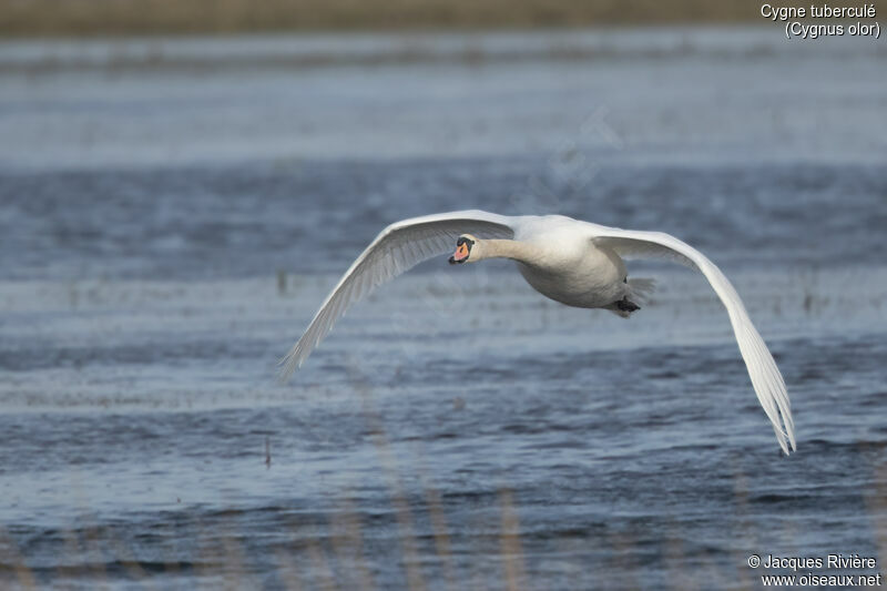 Cygne tuberculéadulte, Vol