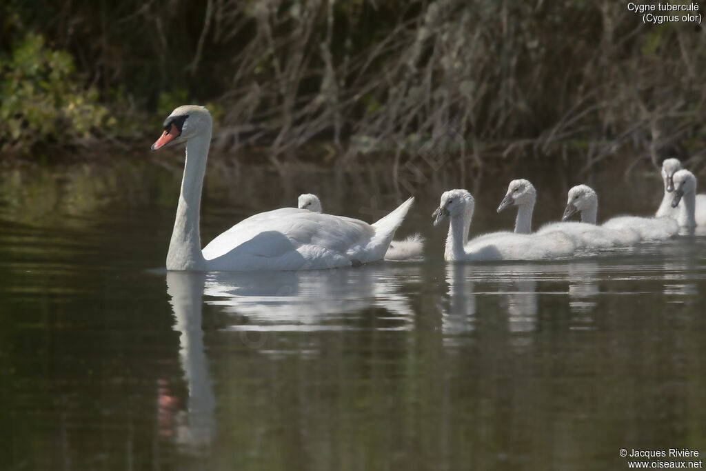 Cygne tuberculé, identification, nage