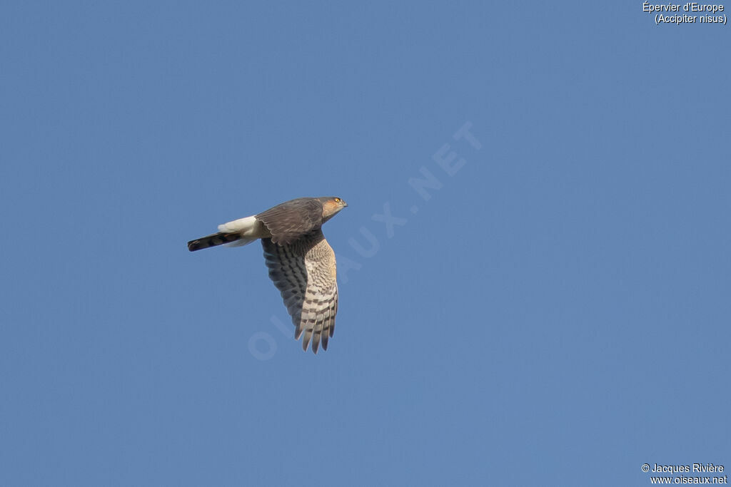 Épervier d'Europe mâle adulte nuptial, Vol