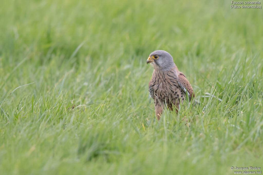 Faucon crécerelle mâle adulte, identification