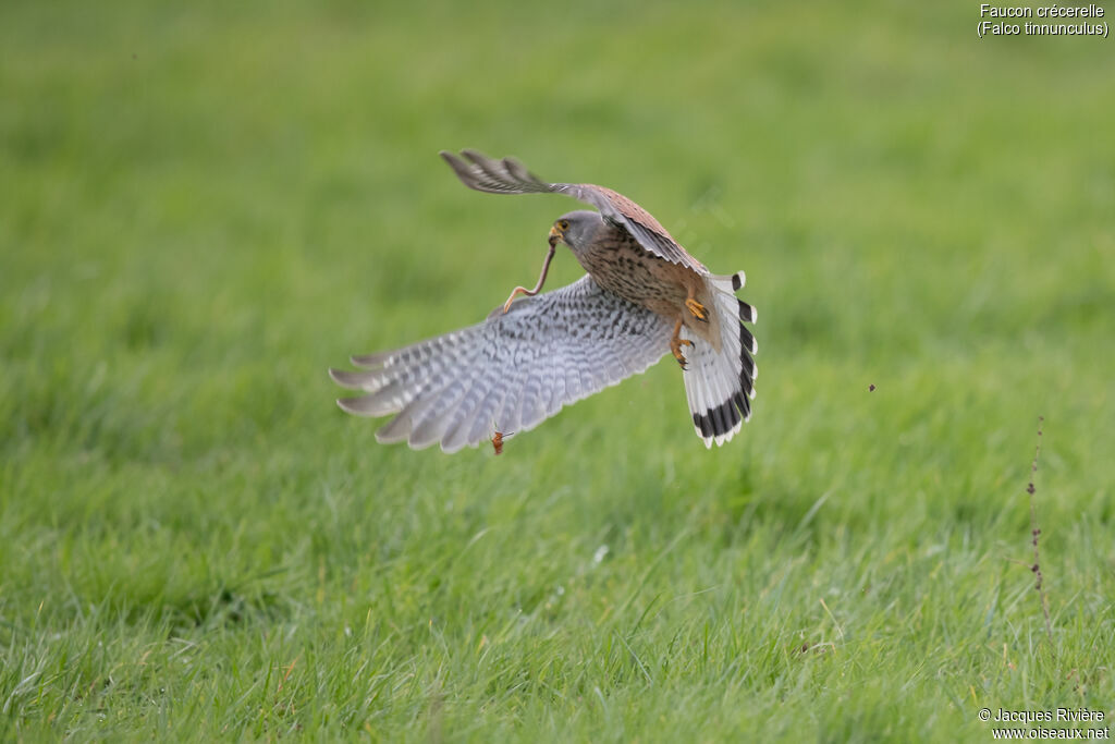 Faucon crécerelle mâle adulte nuptial, Vol, mange