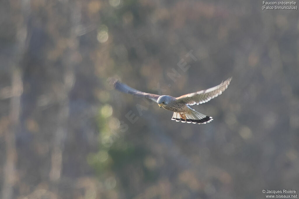 Faucon crécerelle mâle adulte nuptial, Vol