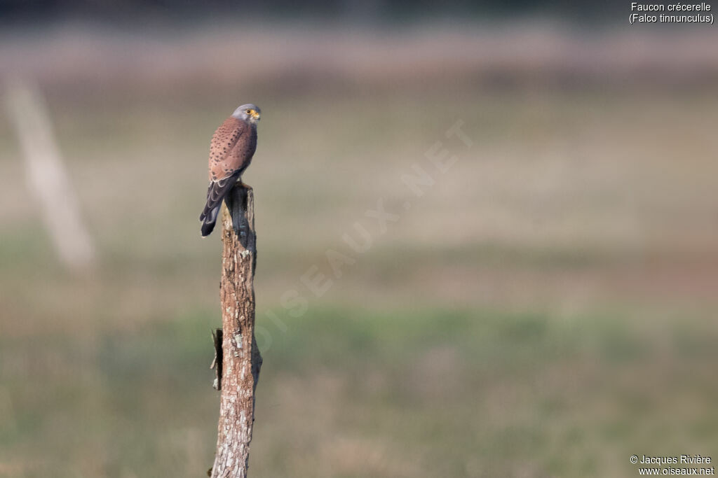 Faucon crécerelle mâle adulte nuptial, identification