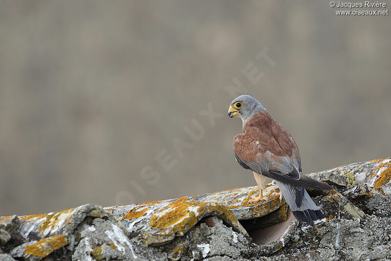 Lesser Kestrel male adult breeding