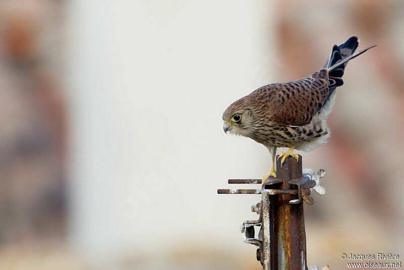 Lesser Kestreljuvenile