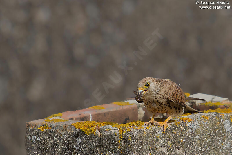 Lesser Kestrel female adult breeding