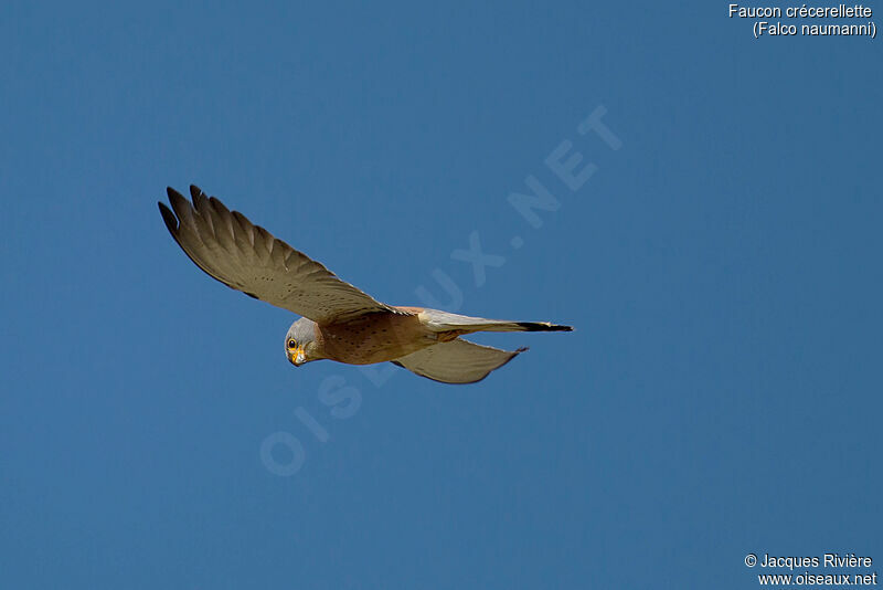 Lesser Kestrel male adult breeding, Flight