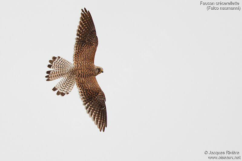 Lesser Kestrel female adult breeding, Flight