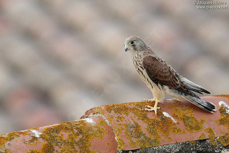 Lesser Kestreljuvenile