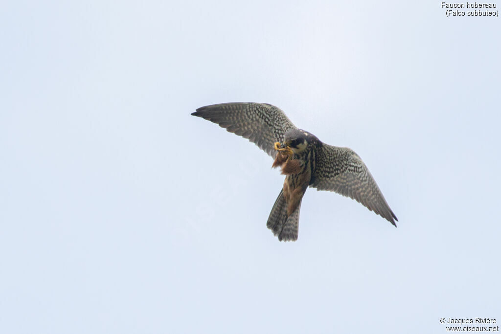 Eurasian Hobbyadult breeding, Flight, eats