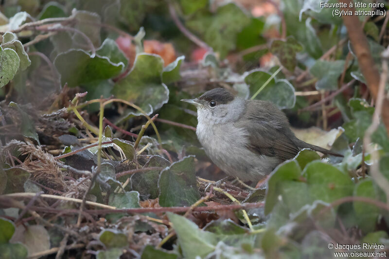 Eurasian Blackcap male adult breeding, identification