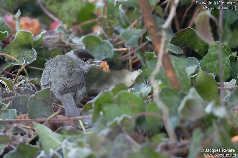 Eurasian Blackcap male adult breeding, identification, eats