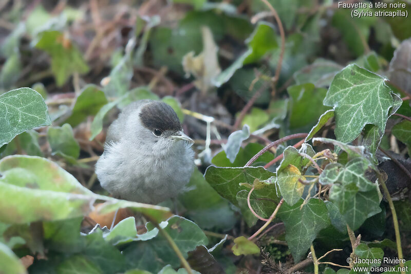 Eurasian Blackcap male adult breeding, identification