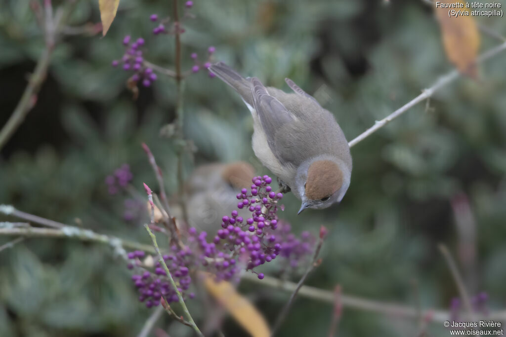 Fauvette à tête noire femelle adulte, identification