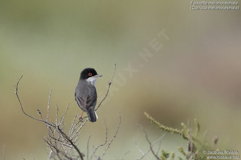 Sardinian Warbler male adult breeding, identification