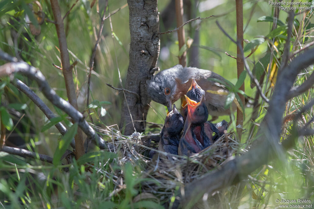 Western Subalpine Warbler male adult breeding, identification, Reproduction-nesting