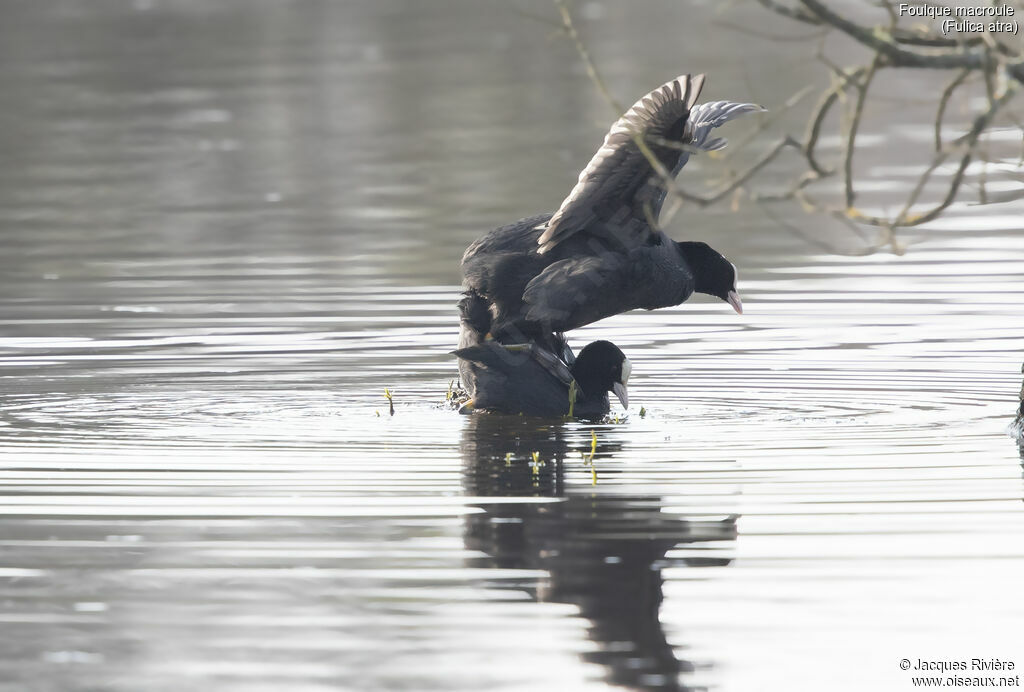 Foulque macrouleadulte, accouplement.