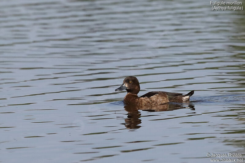 Fuligule morillon femelle adulte nuptial, identification, nage