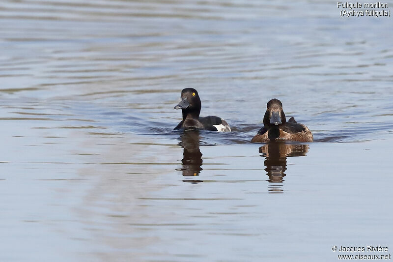 Tufted Duckadult breeding, swimming