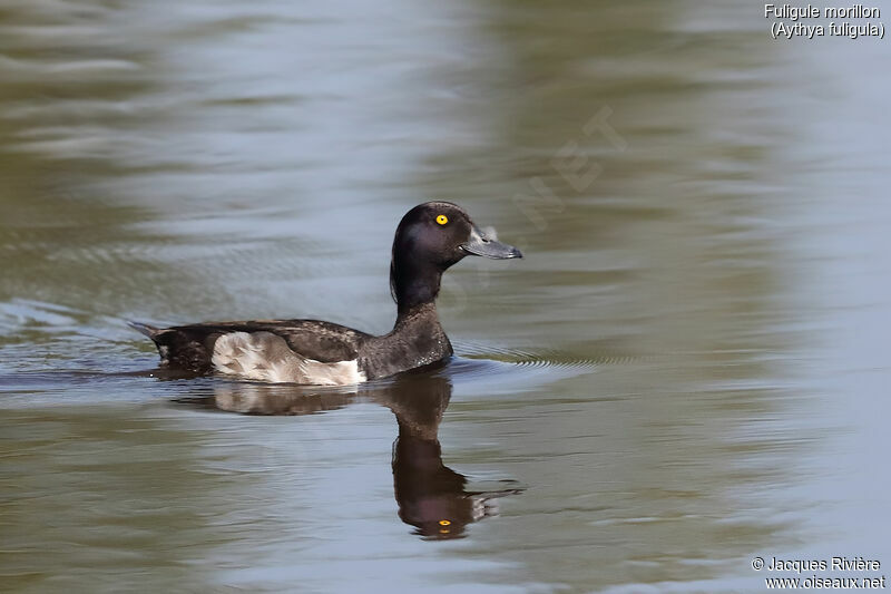 Tufted Duck male adult breeding, identification, swimming