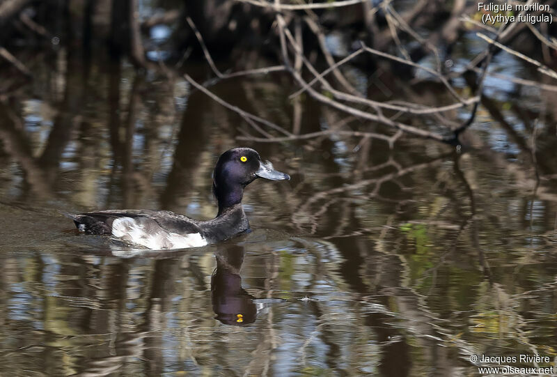 Tufted Duck male adult breeding, identification, swimming