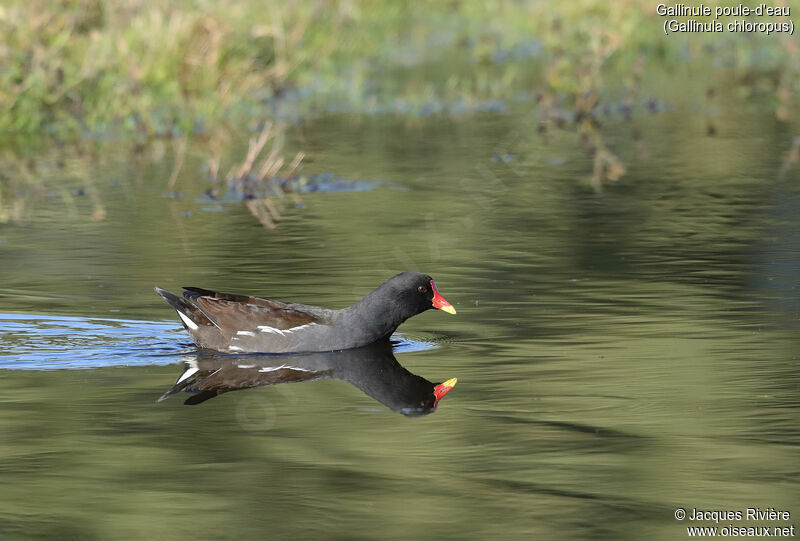 Gallinule poule-d'eauadulte, identification, nage