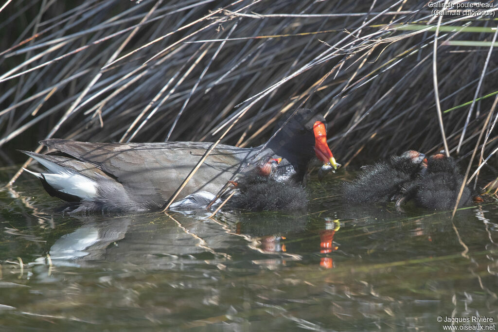 Gallinule poule-d'eau, identification, Nidification